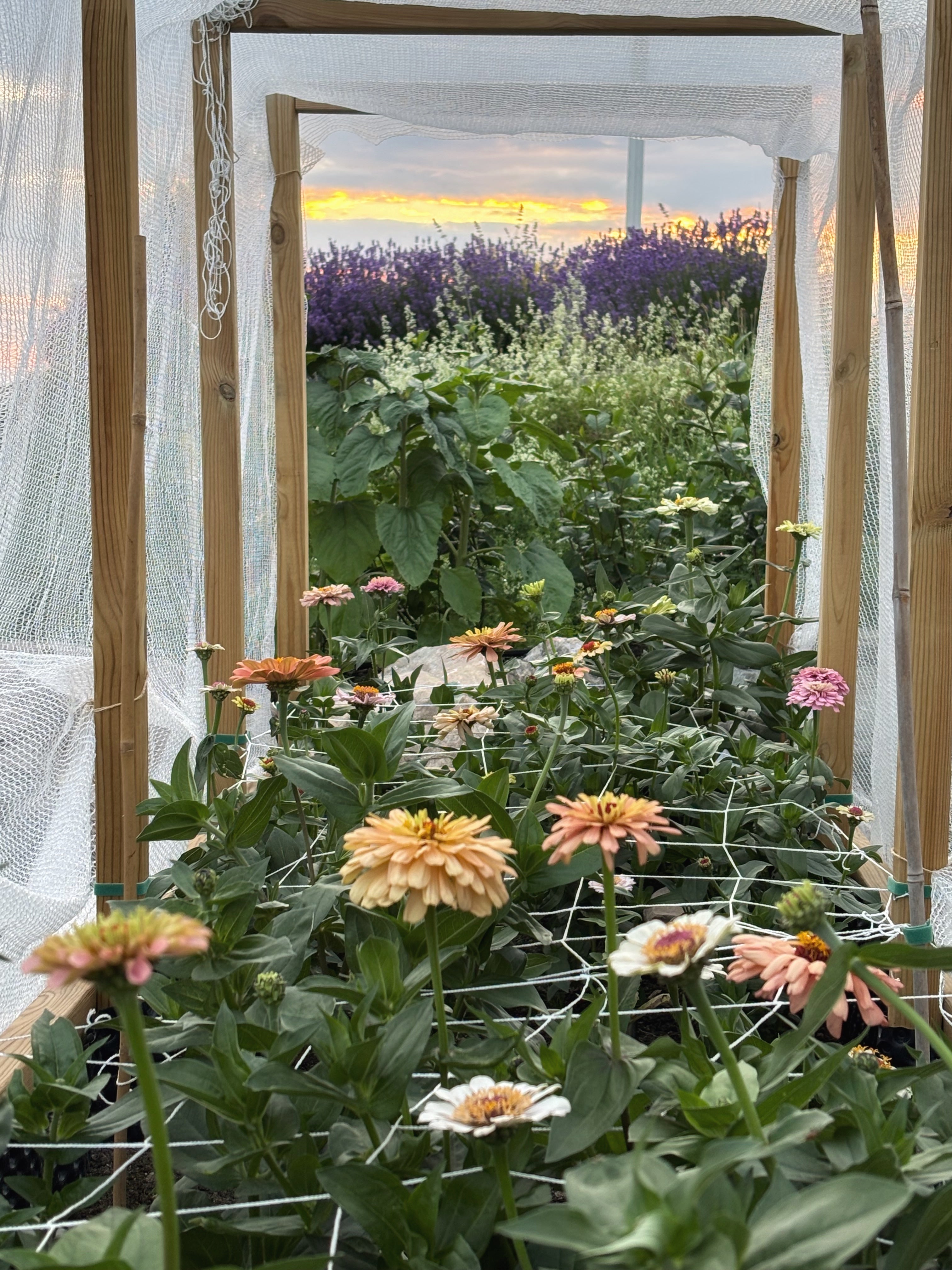 Praktisk guide för Zinnia odling i kallare klimat