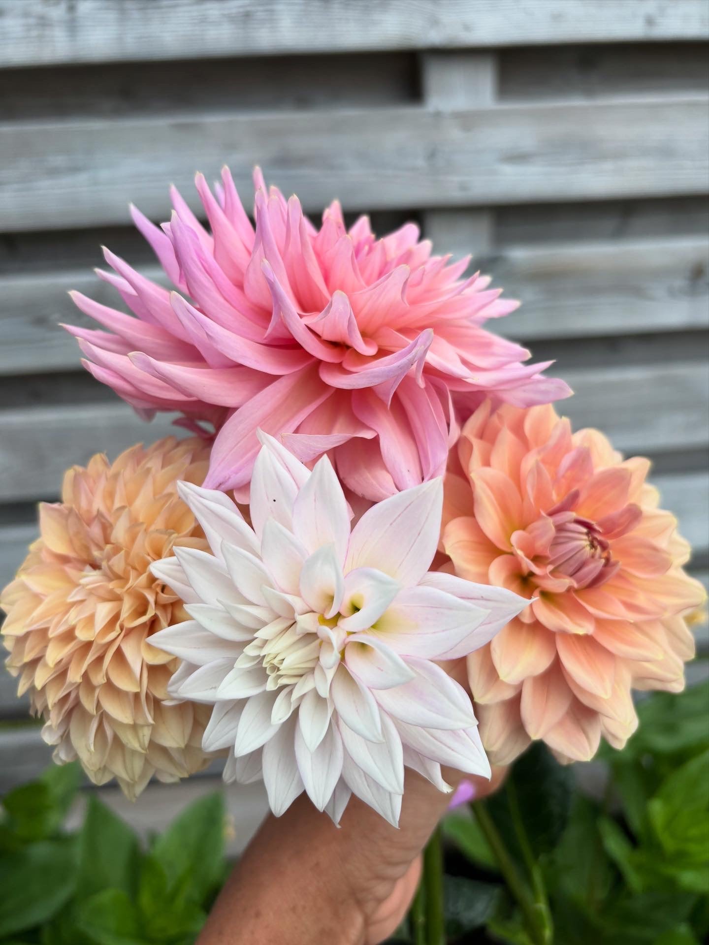 Dahlia Tubers