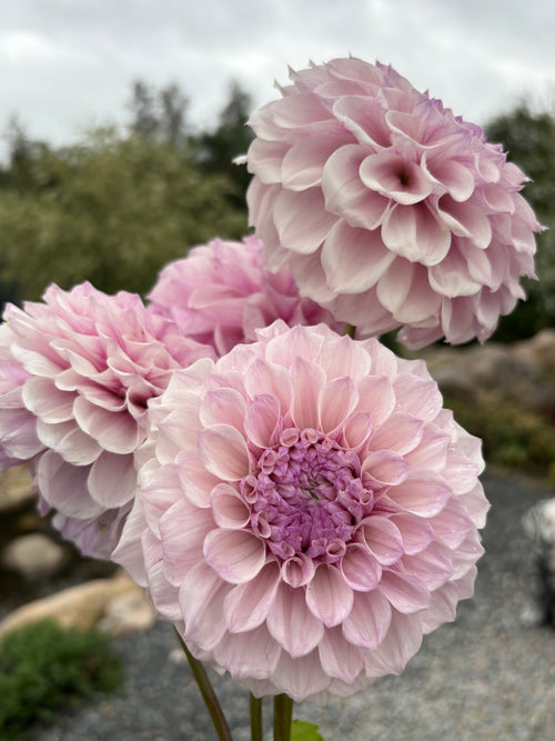 Dahlia 'Jeff Blom'