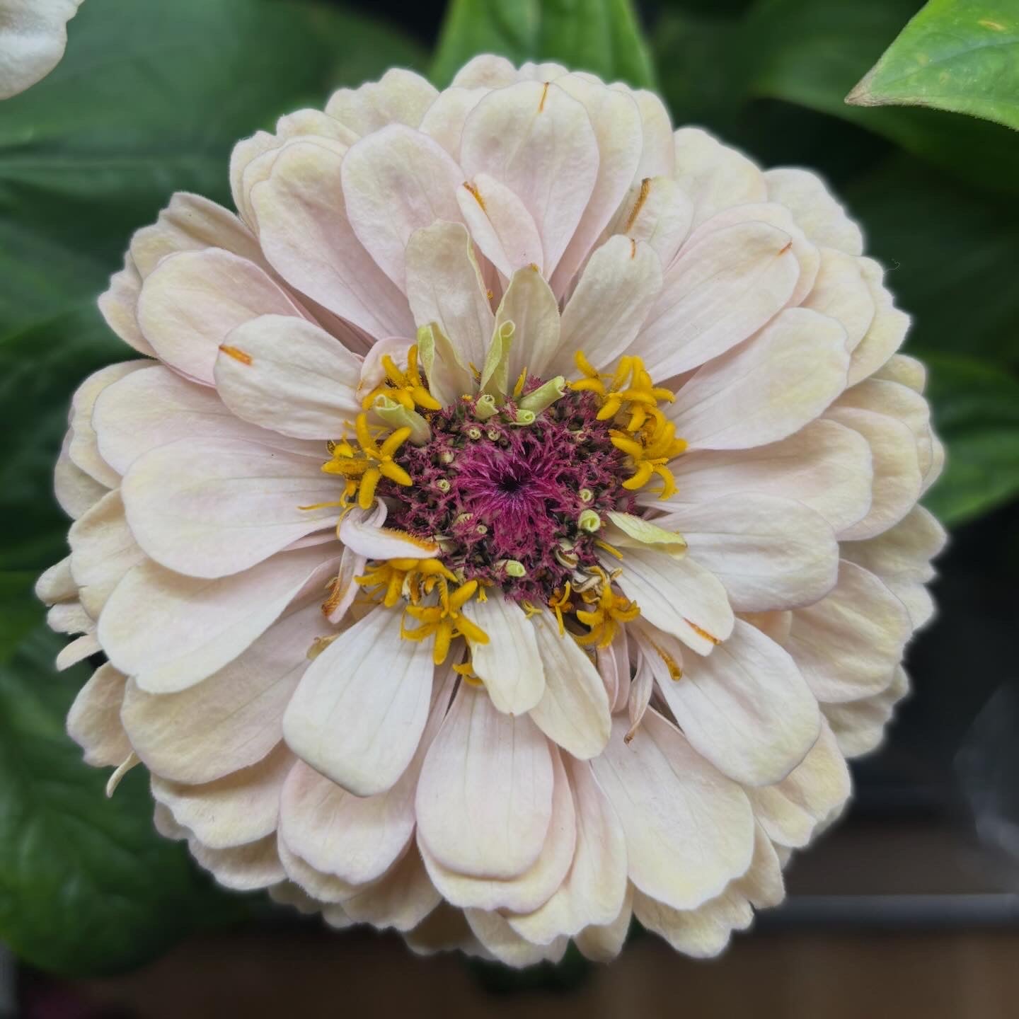 Zinnia ’Peach Glitter’