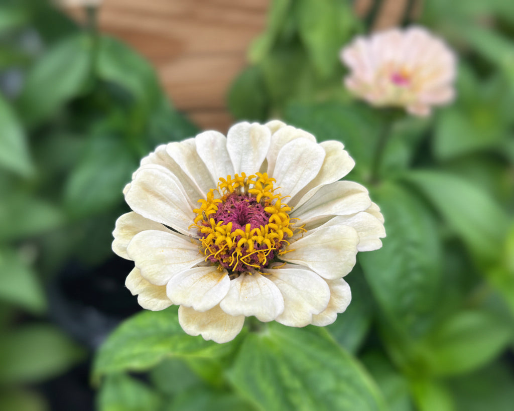 Zinnia ’Peach Glitter’