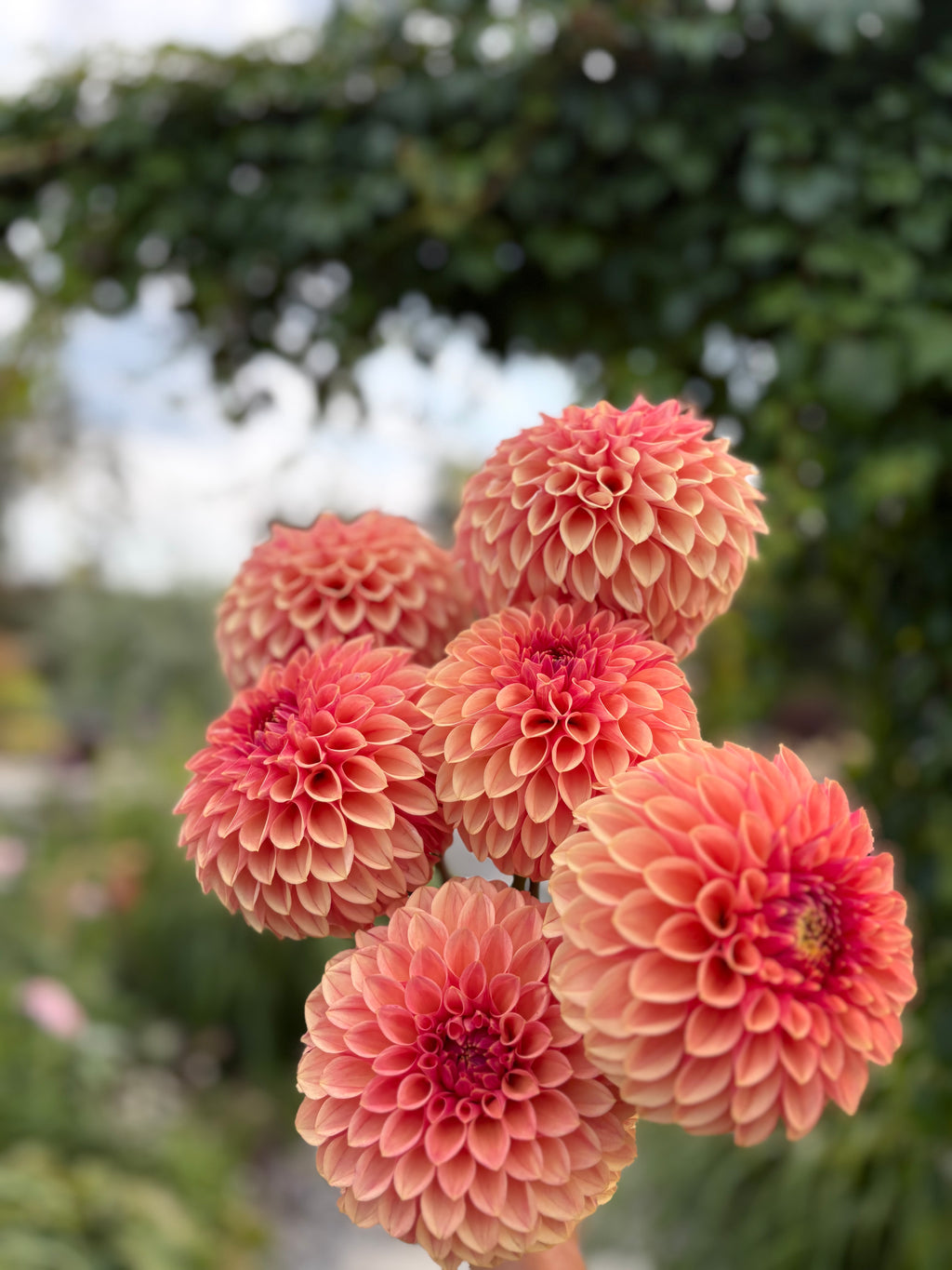 KA'S® Desert Rose