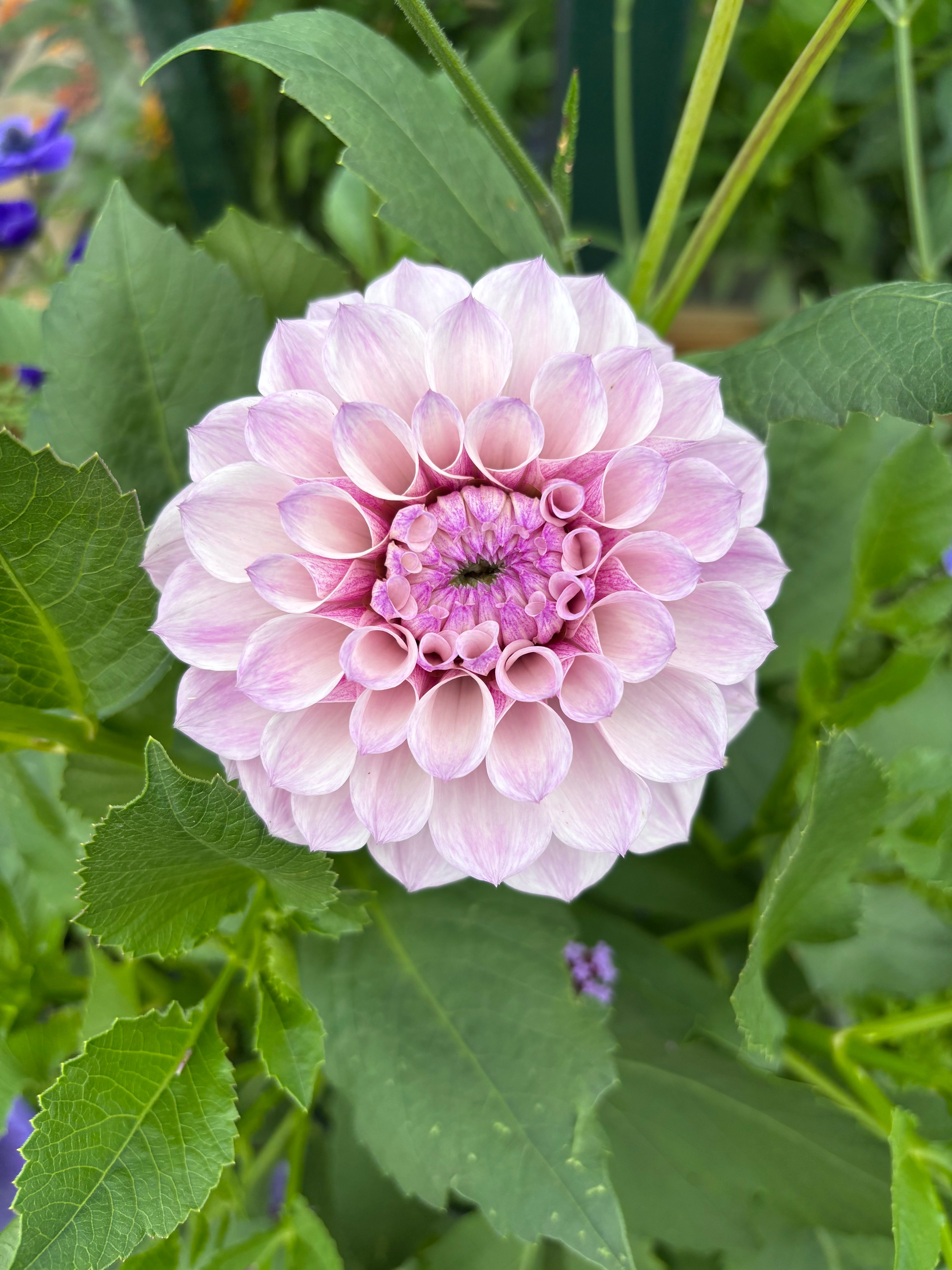 Dahlia 'Jeff Blom'
