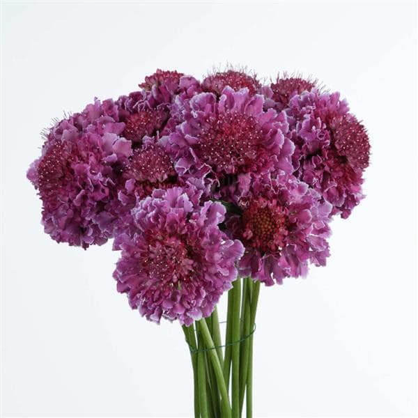 Scabiosa FOCAL SCOOP™ BICOLOR PINK