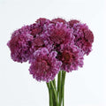 Scabiosa FOCAL SCOOP™ BICOLOR PINK