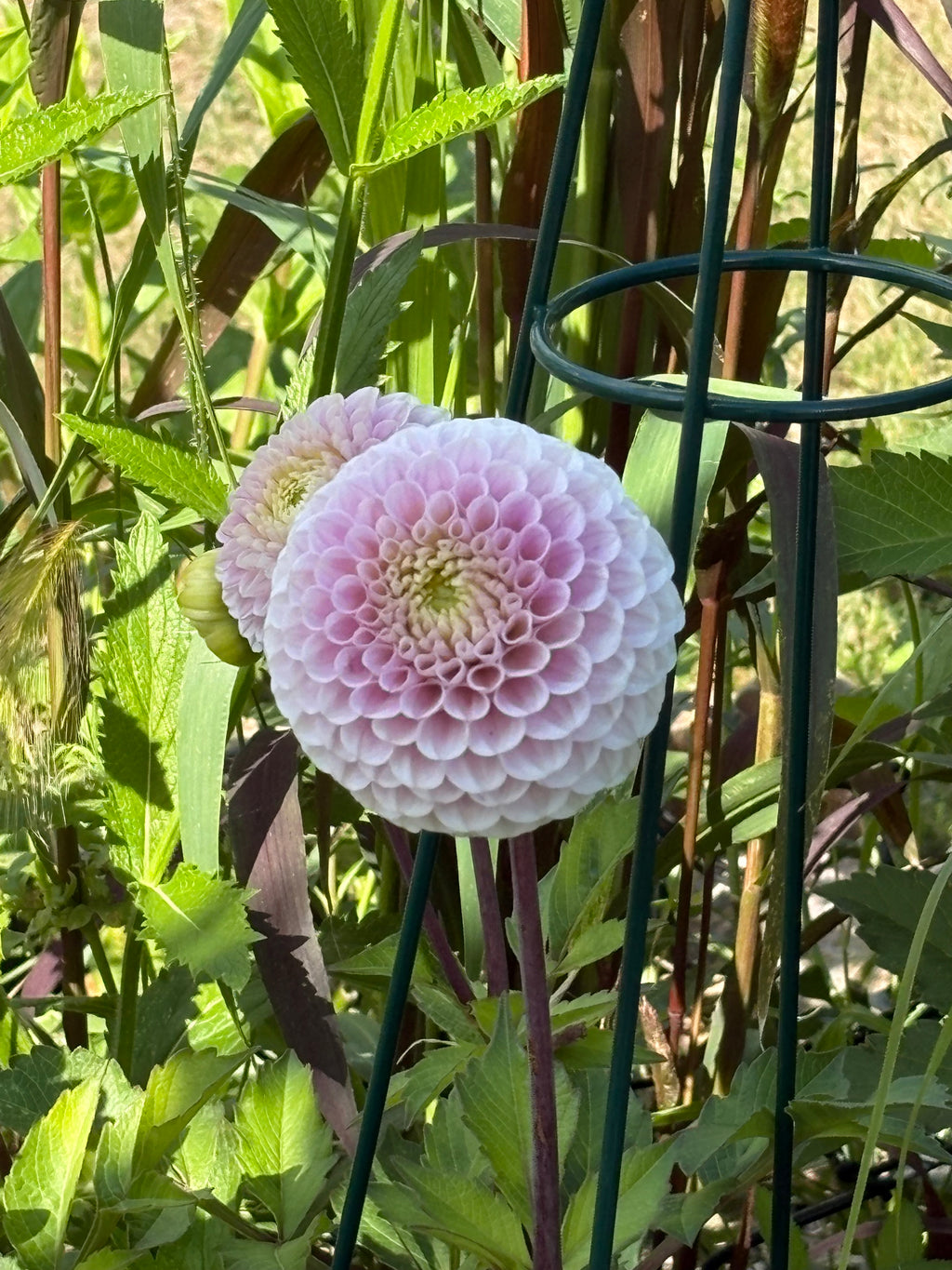 20th Ave Delicate