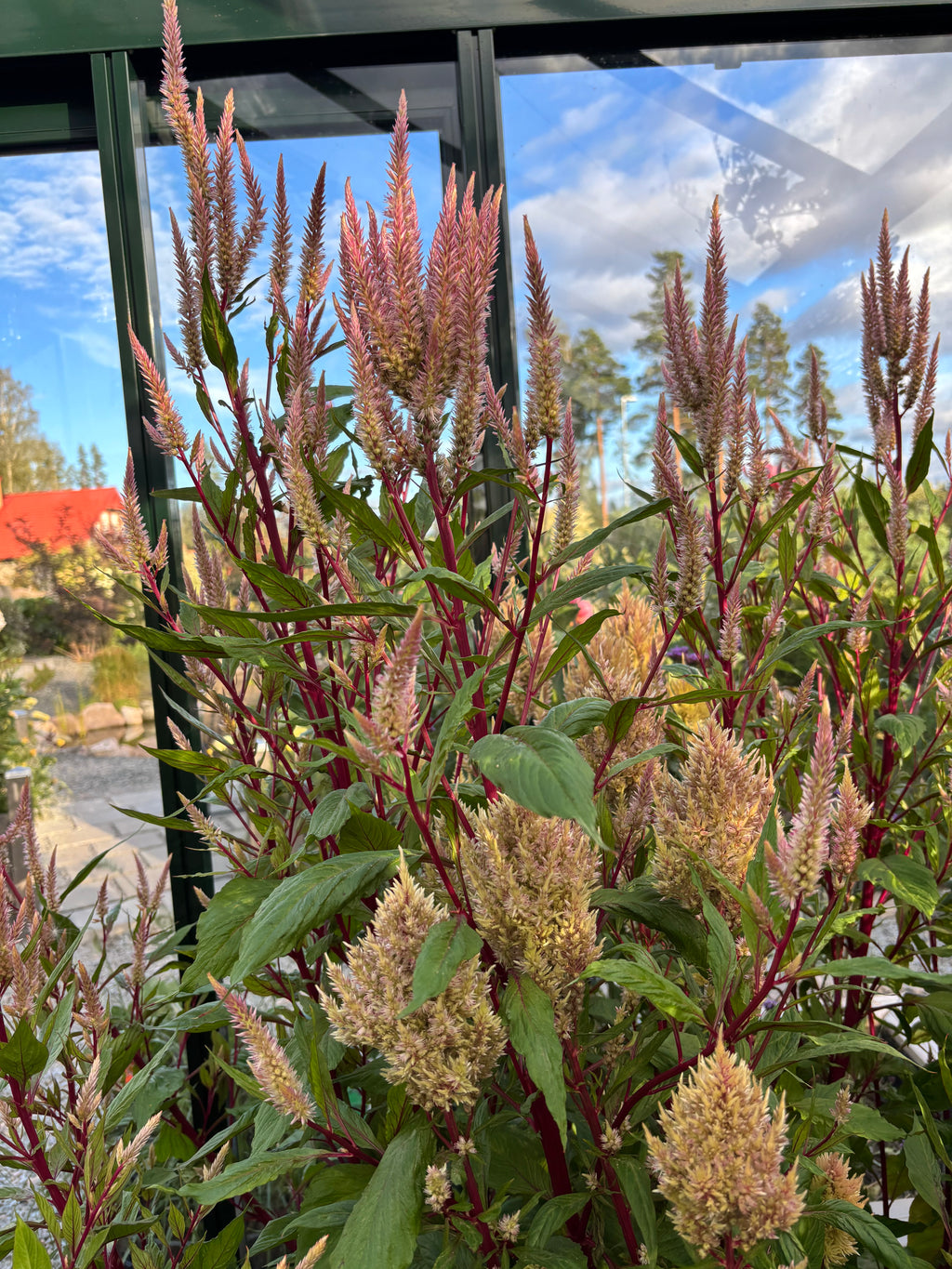 Celosia ‘Rosé Glow’