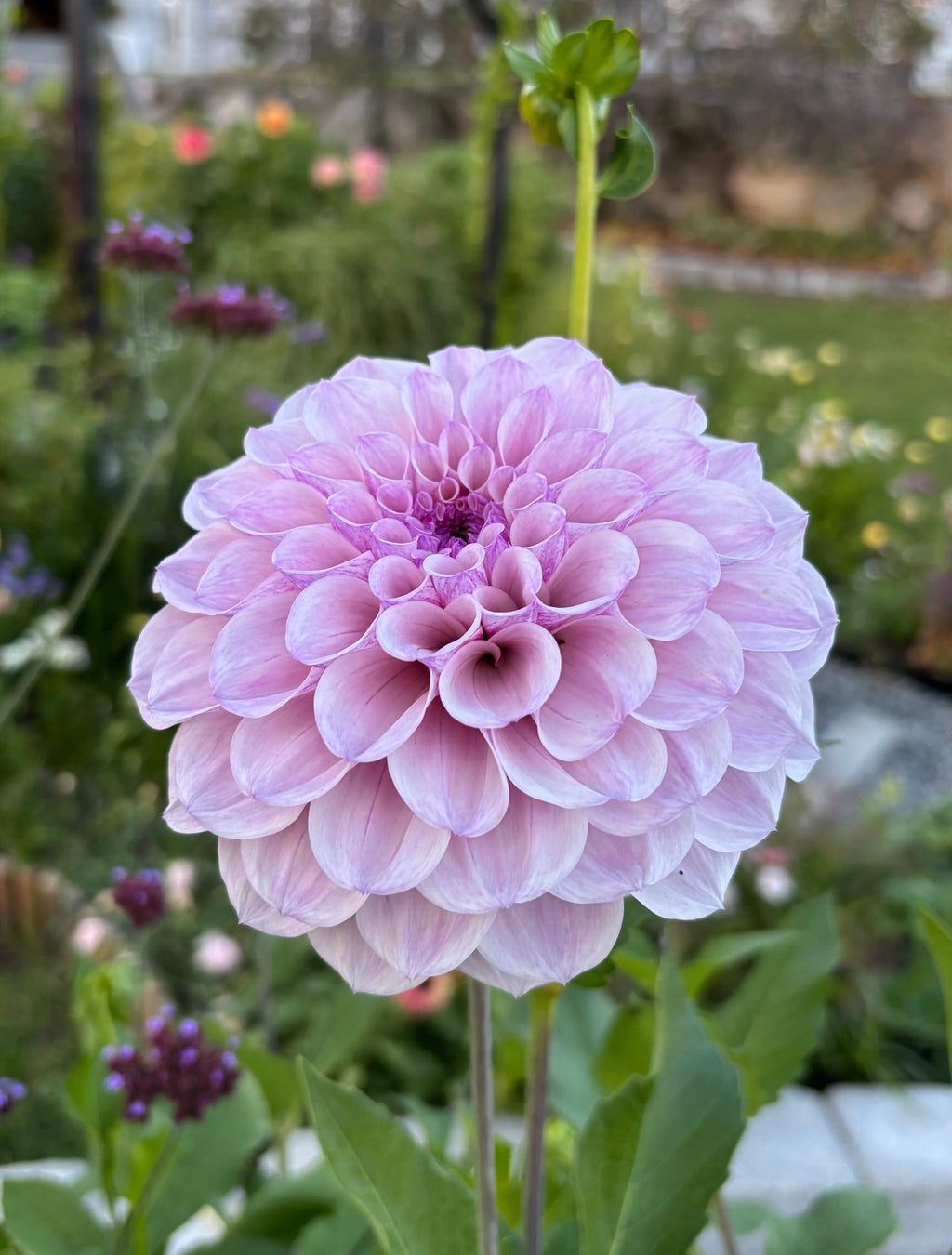 Dahlia 'Jeff Blom'