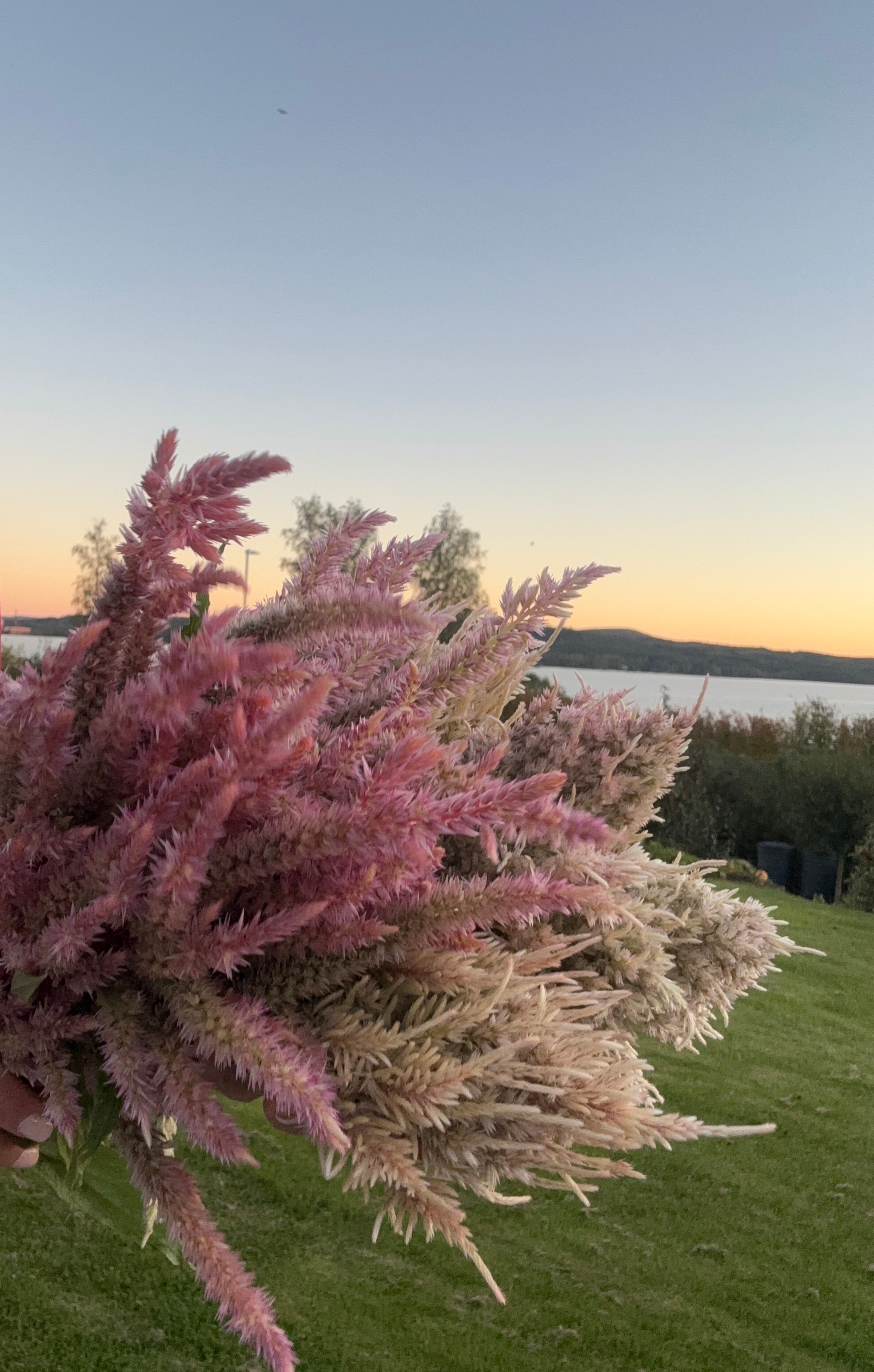 Celosia ‘Rosé Glow’