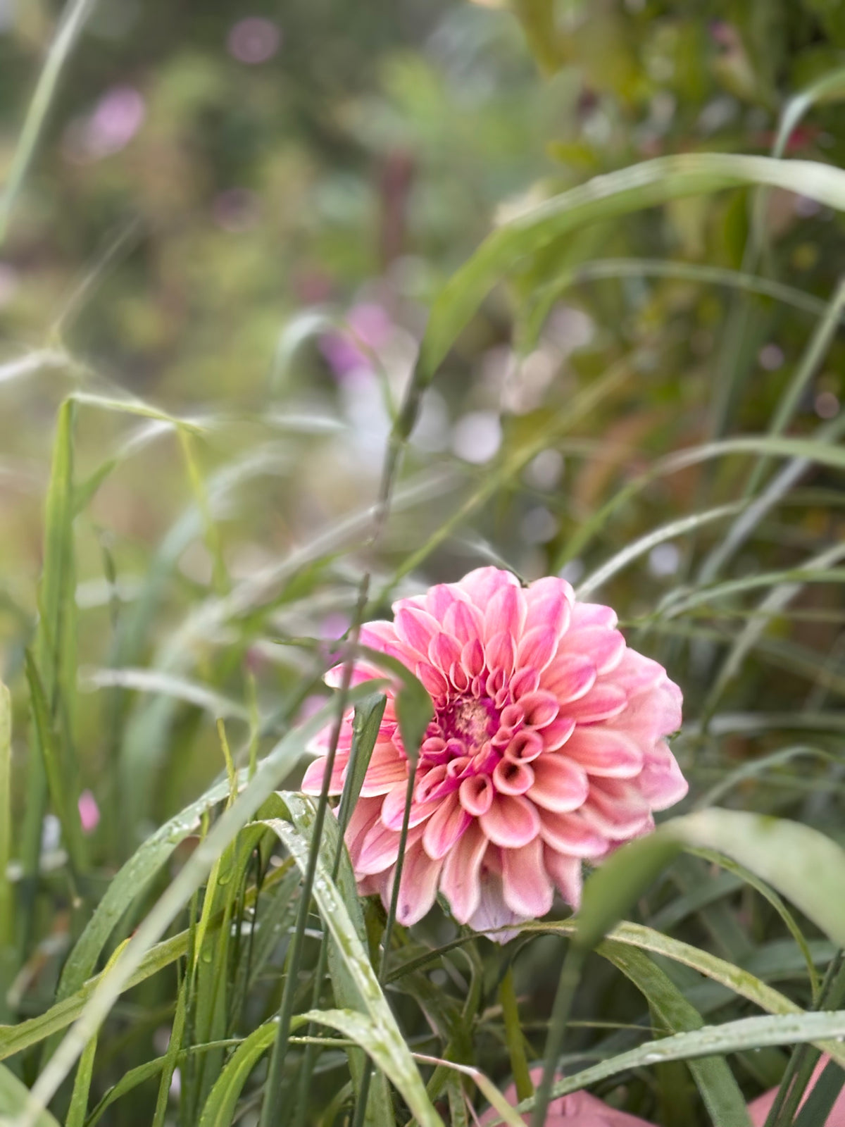 KA'S® Rhubarb
