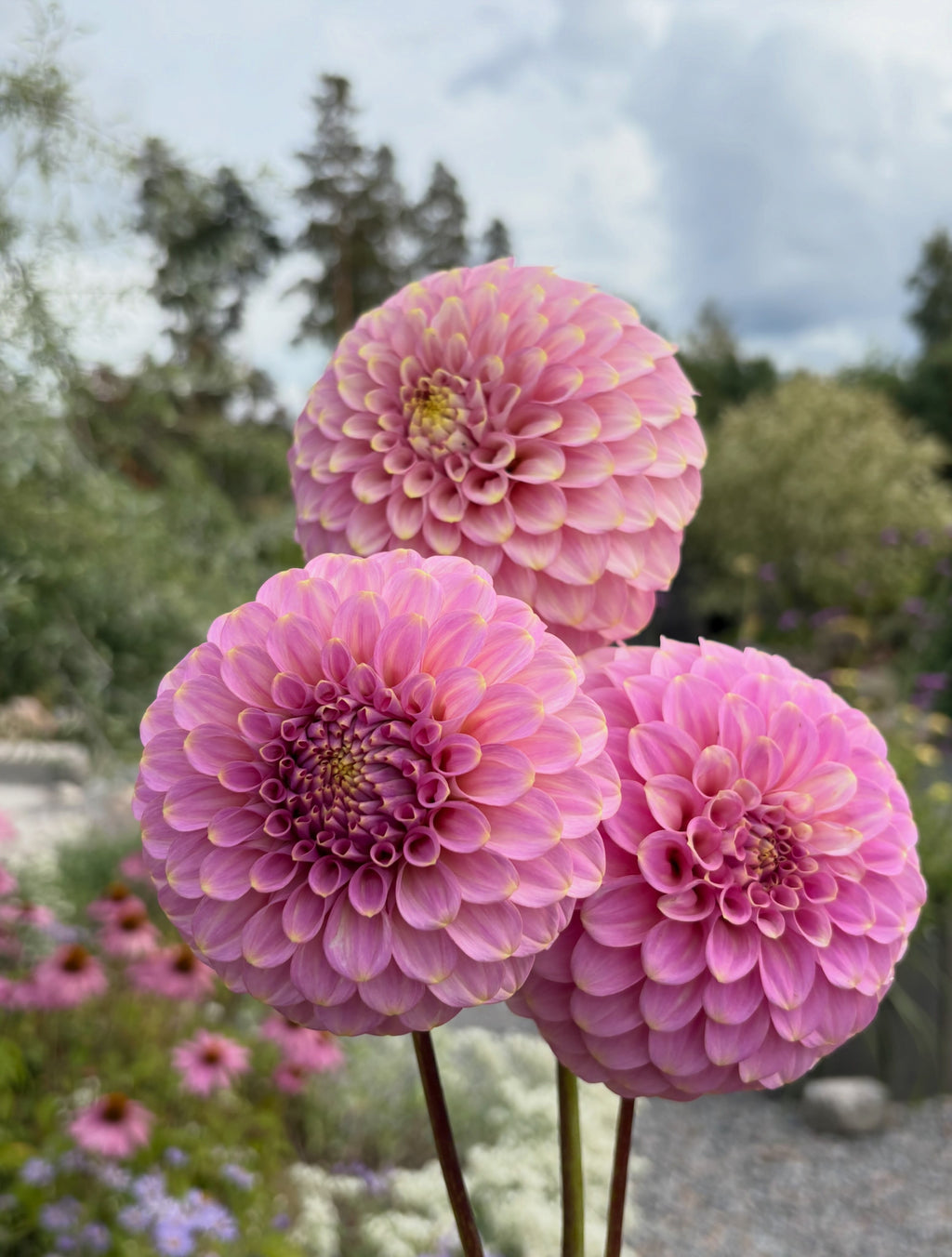 Florelie Oracle