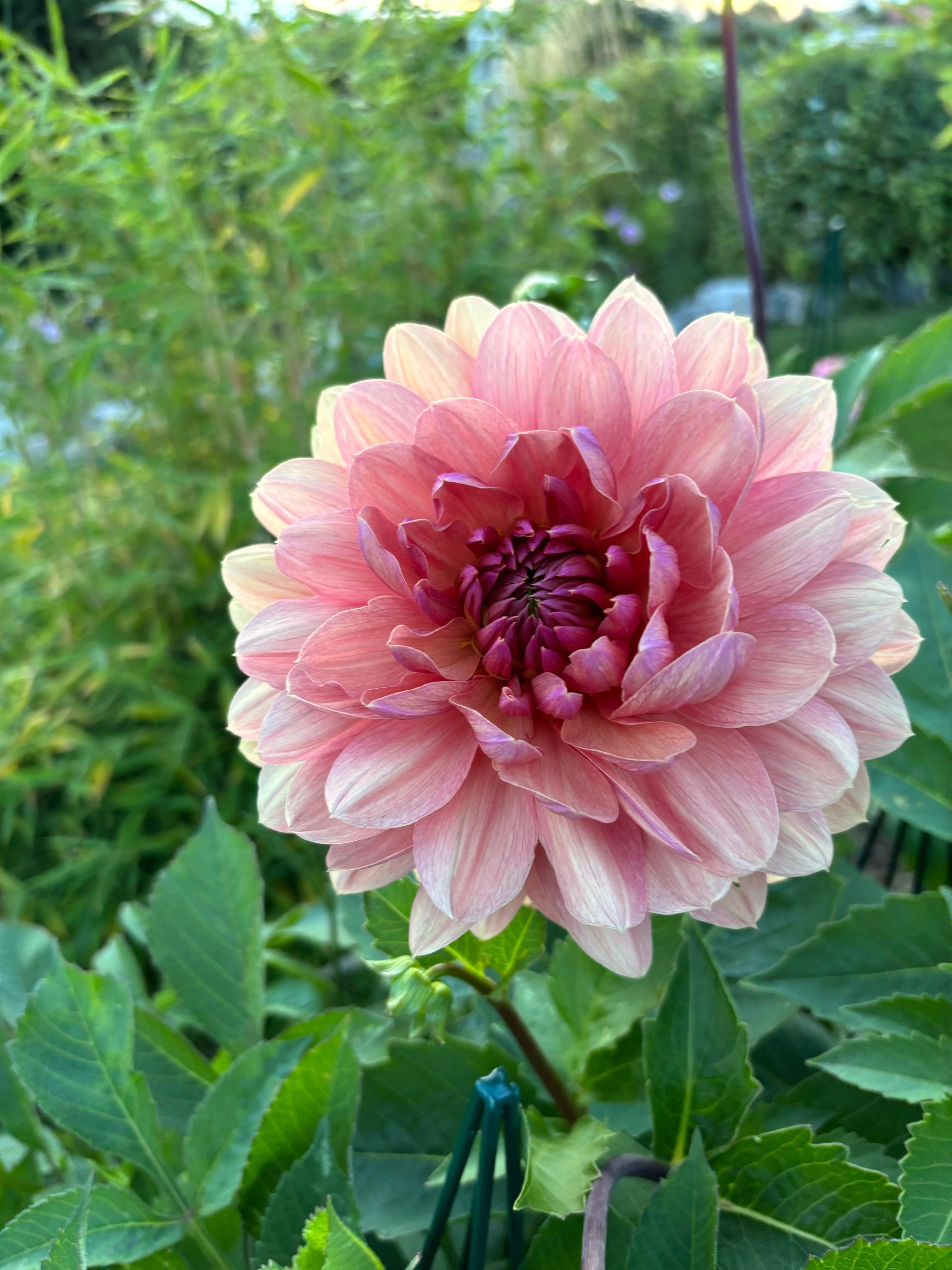 Château de la Bourdaisière