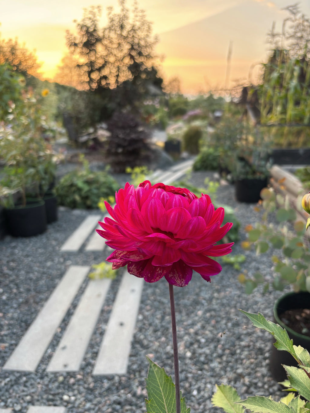Sandia Bertha