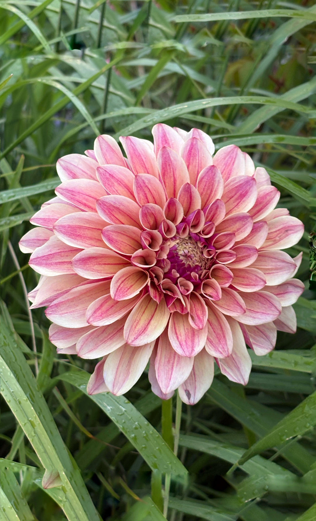 KA'S® Rhubarb