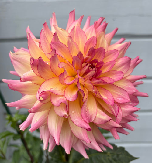 Dahlia 'AC Twisp'