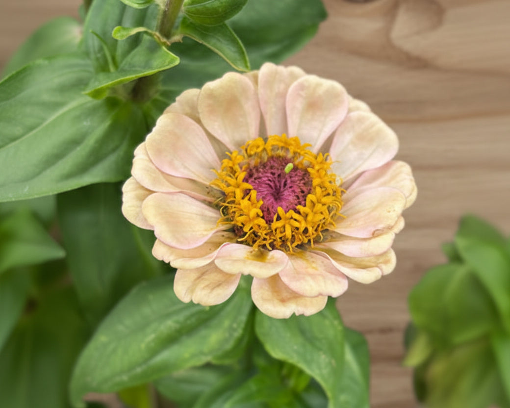 Zinnia ’Peach Glitter’