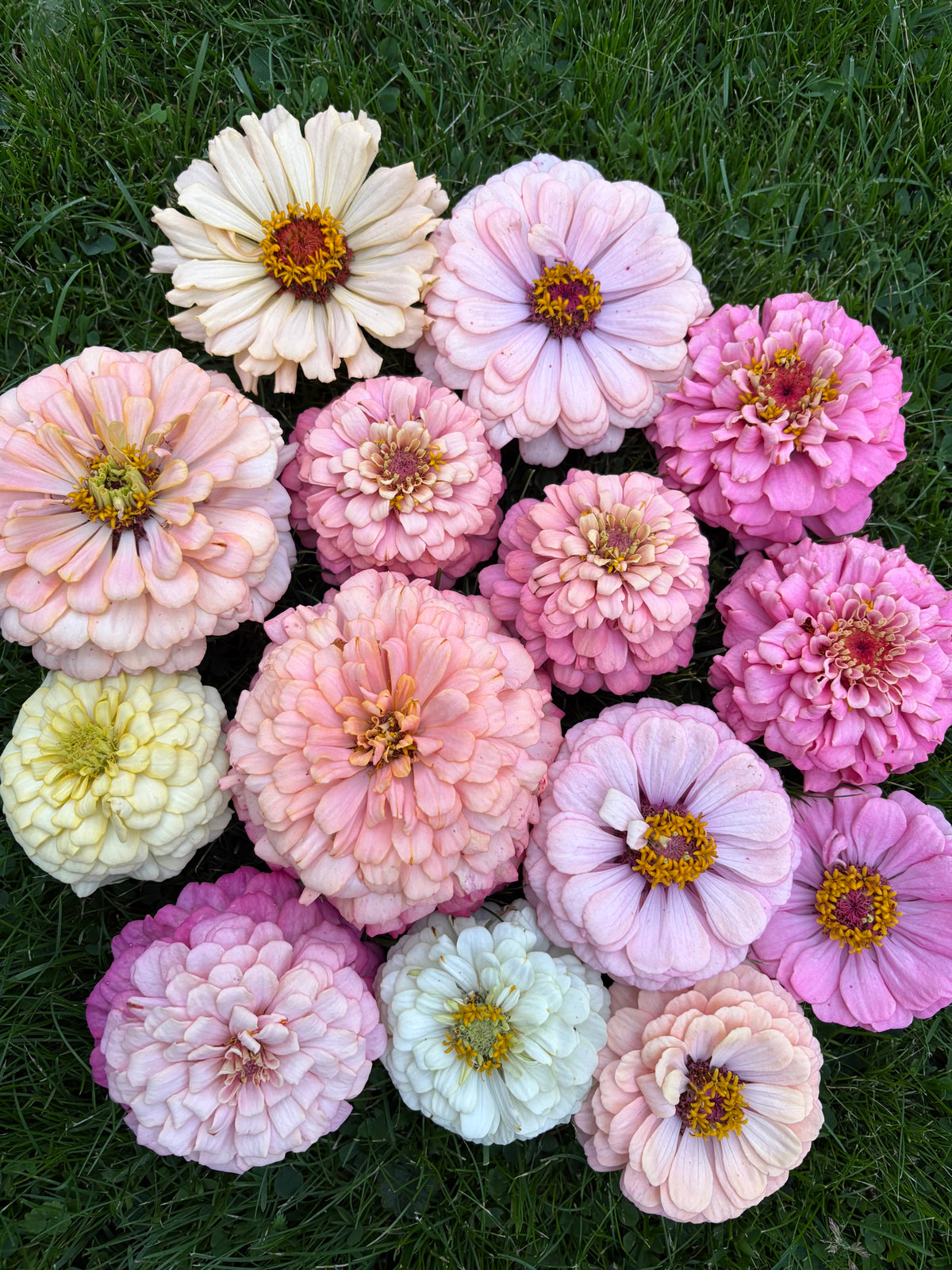 Zinnia ’D&S Pastels’