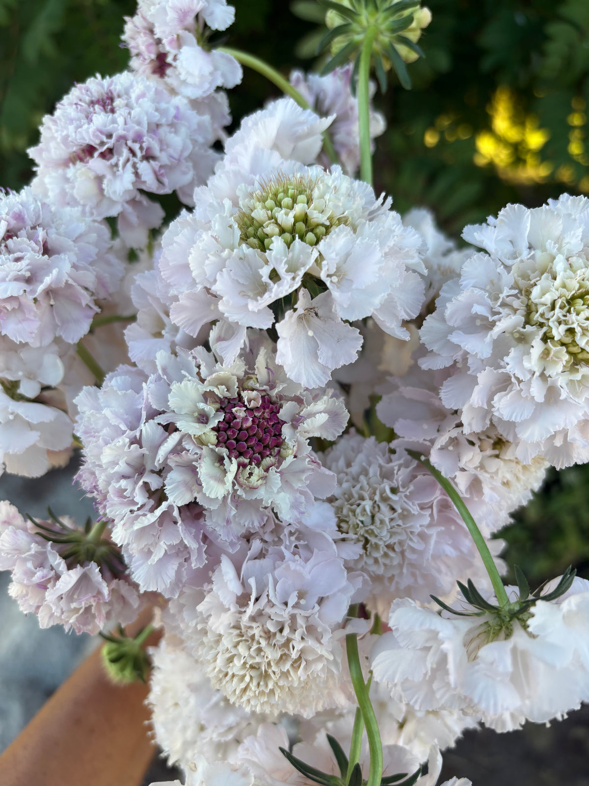 Scabiosa BON BON SCOOP™ SWEETNESS