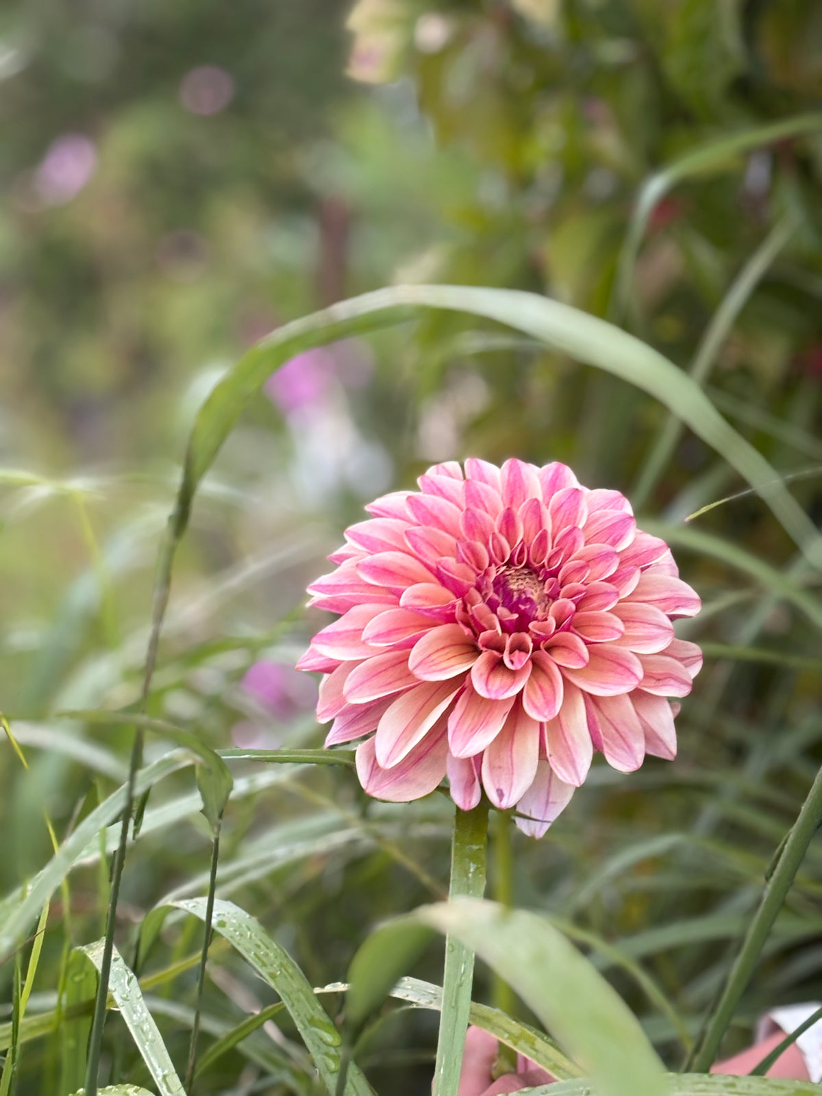 KA'S® Rhubarb