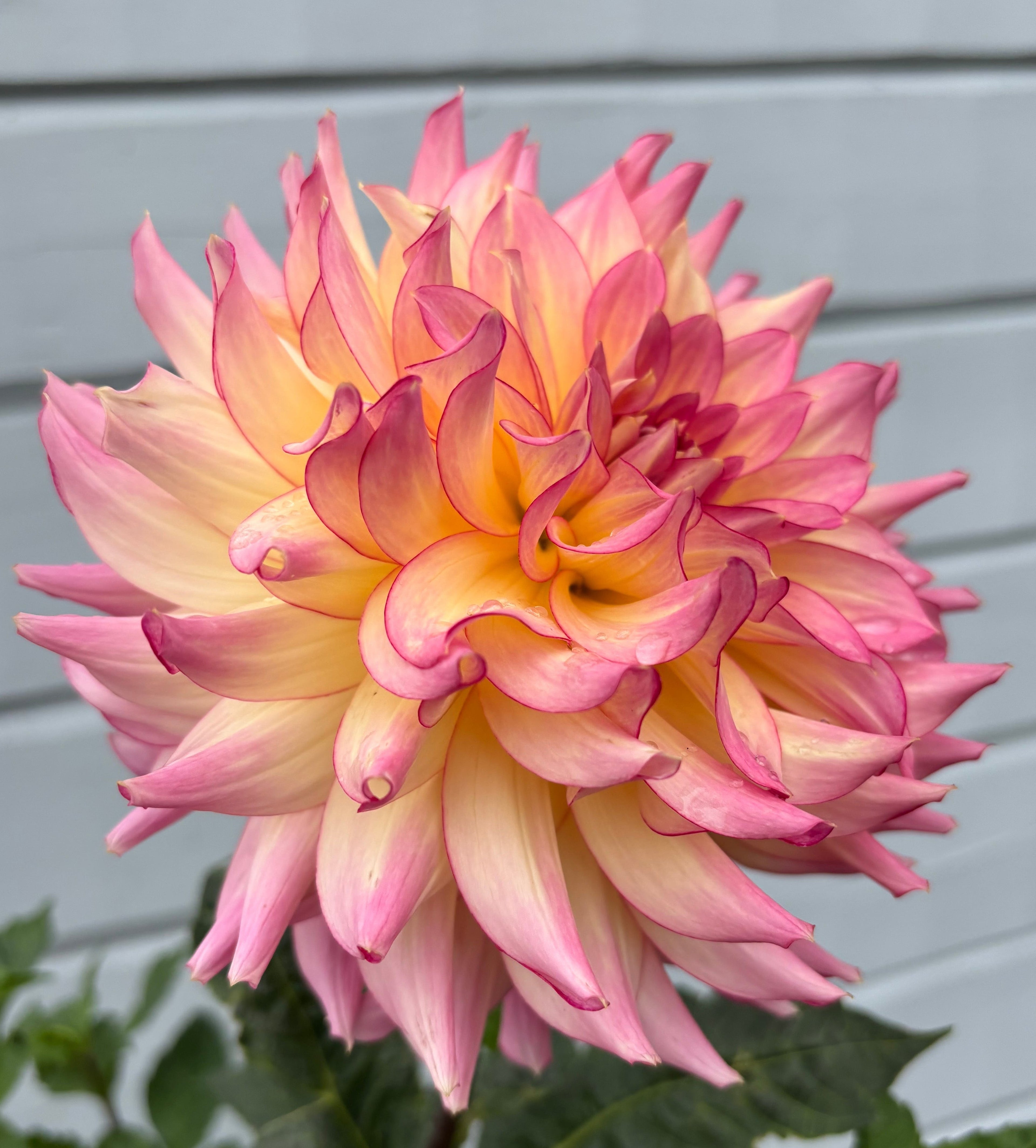Dahlia ’AC Twisp’