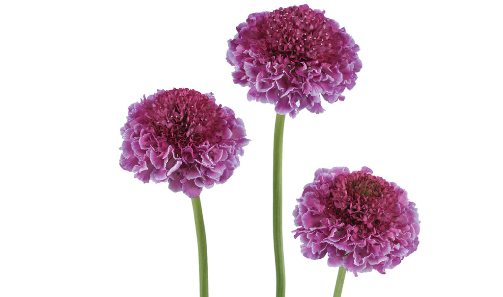 Scabiosa FOCAL SCOOP™ BICOLOR PINK
