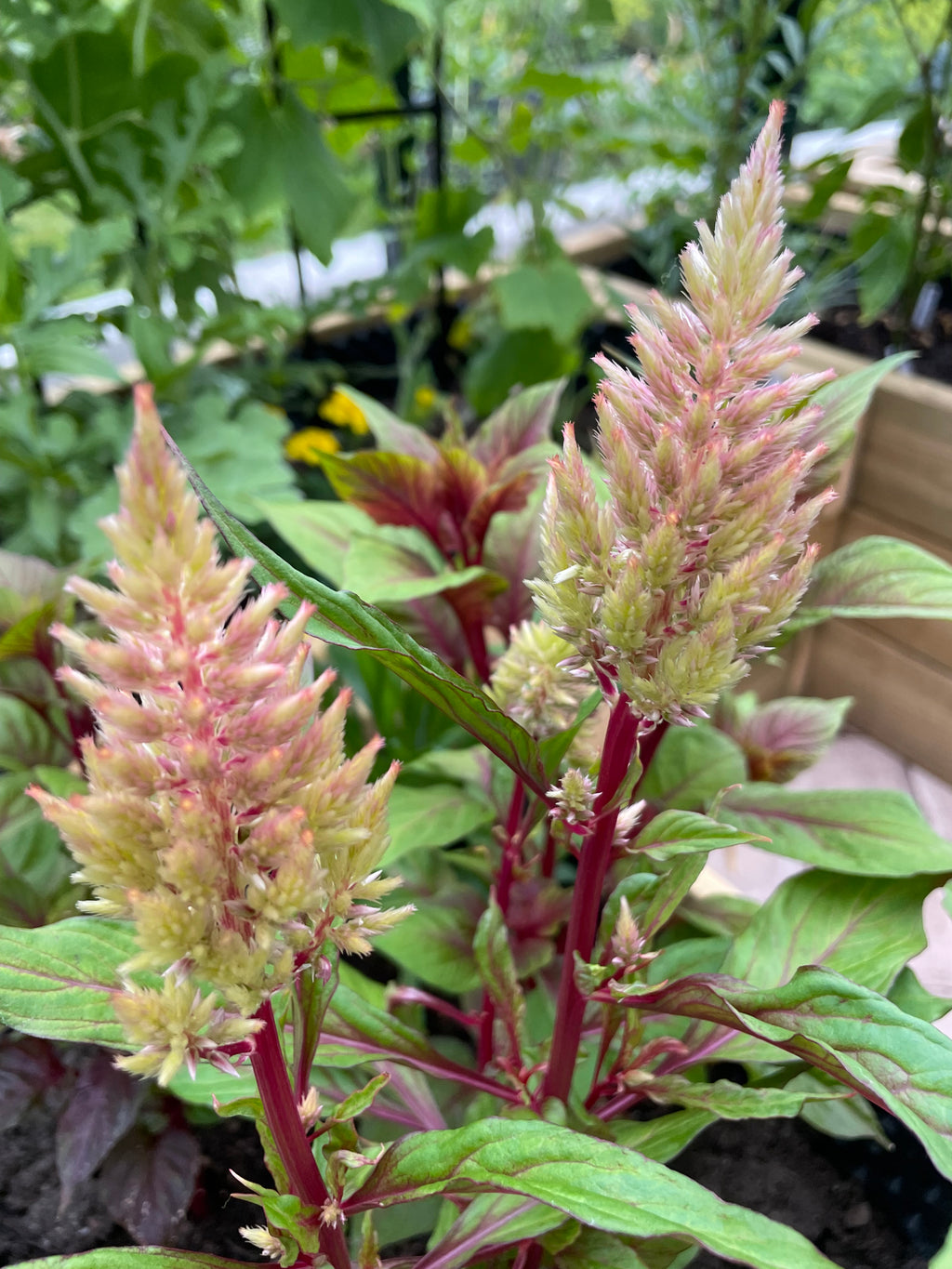 Celosia ’Honey Mist’