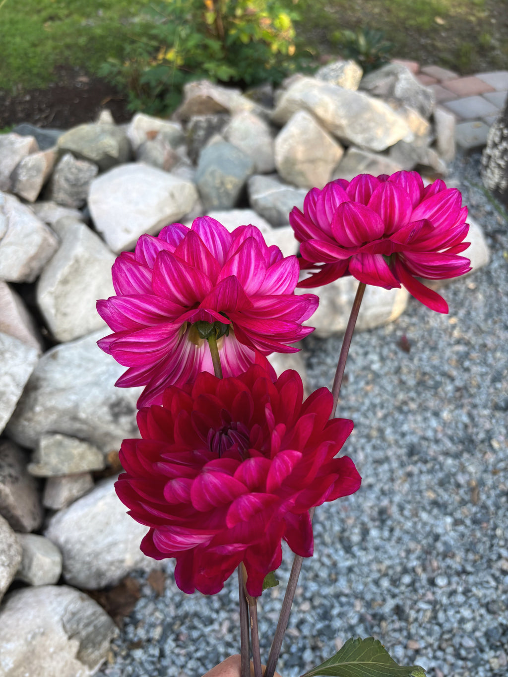 Sandia Bertha