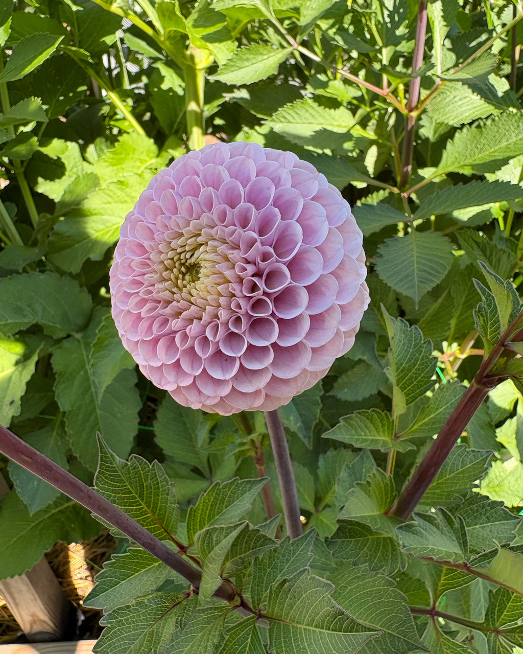20th Ave Delicate
