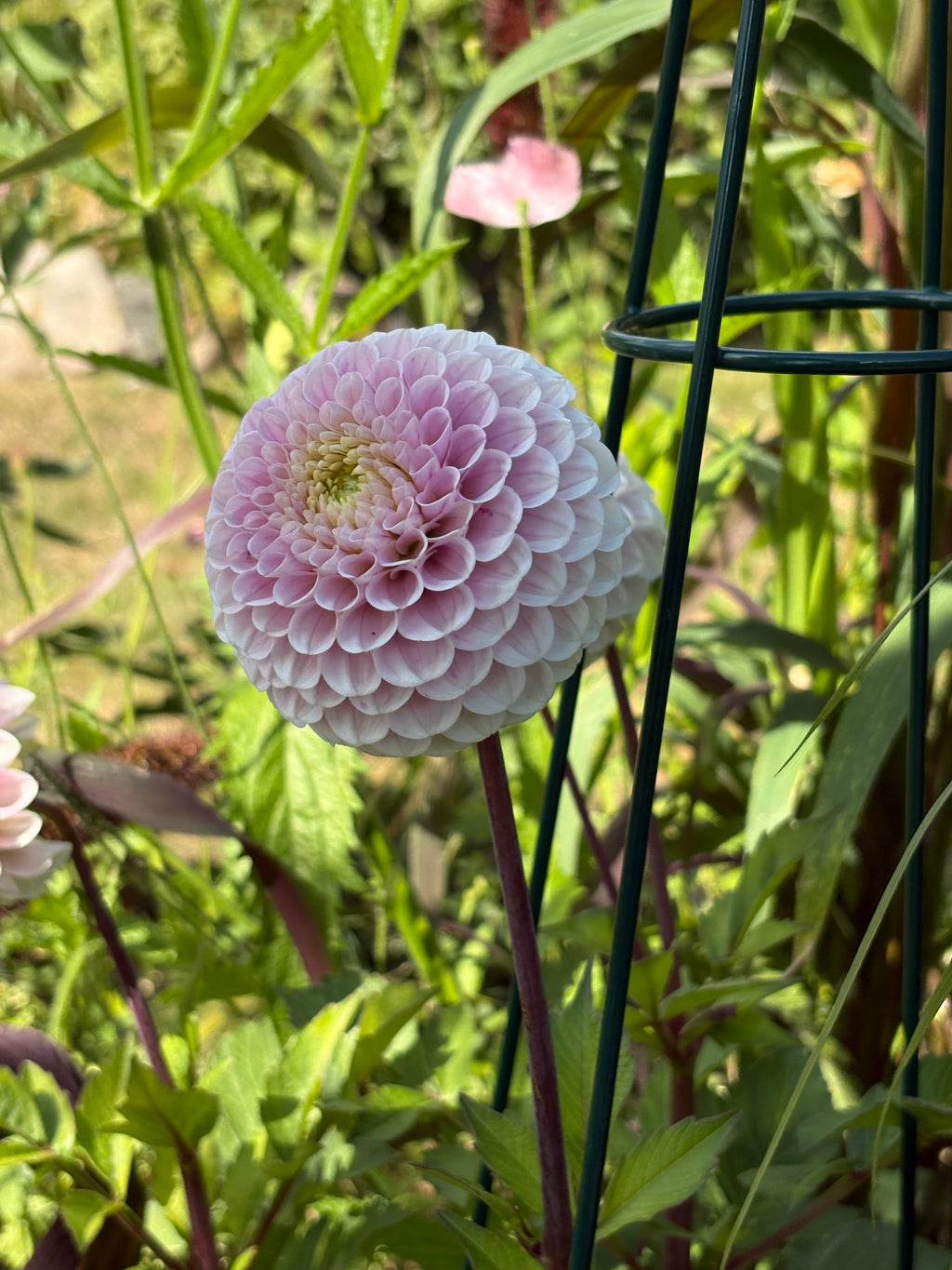 20th Ave Delicate