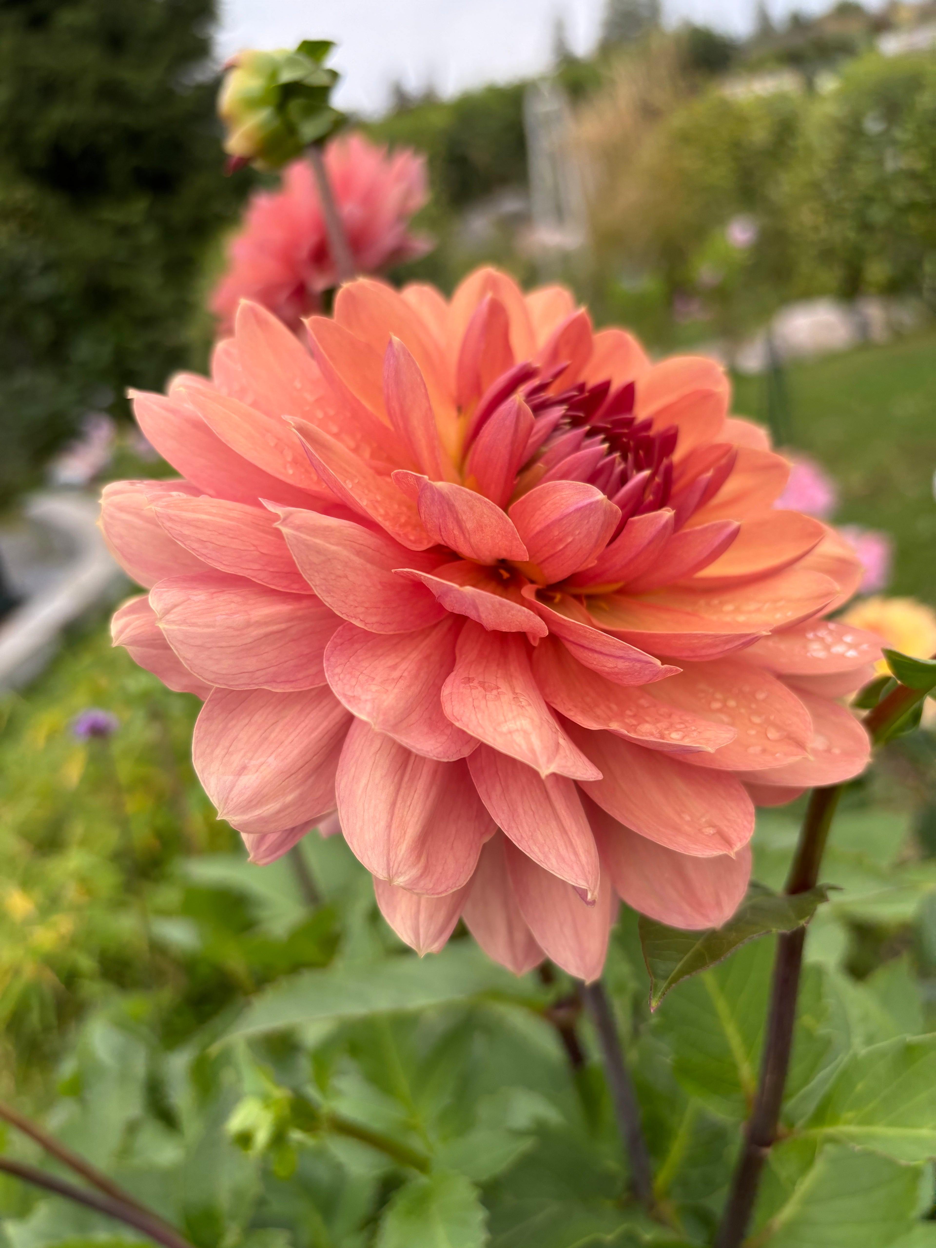 Château de la Bourdaisière