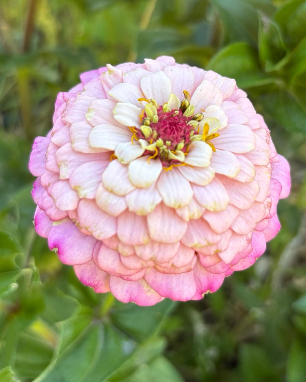 Zinnia ’D&S Pastels’