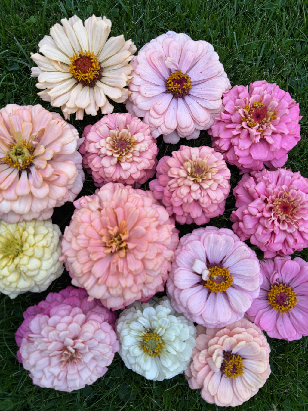 Zinnia ’D&S Pastels’