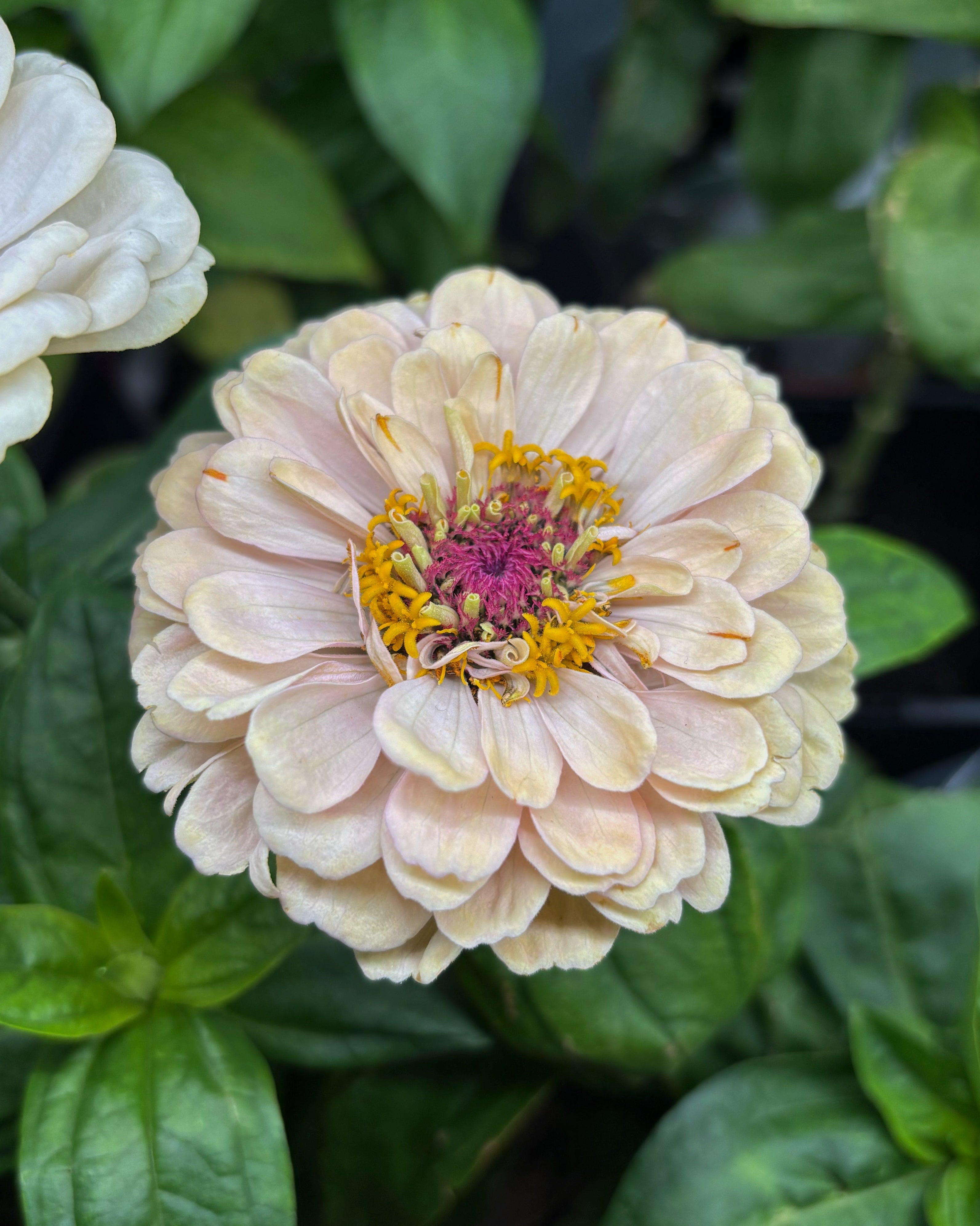 Zinnia ’Peach Glitter’