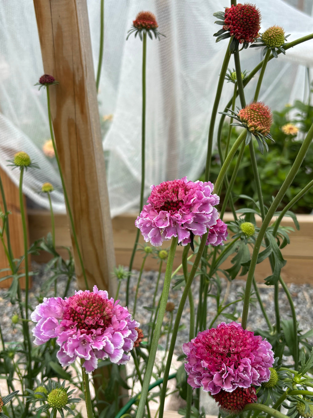 Scabiosa FOCAL SCOOP™ BICOLOR PINK