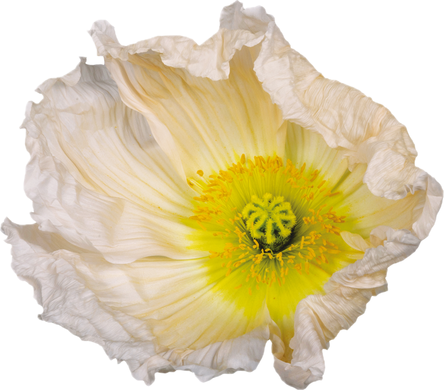 Isländsk vallmo COLIBRÌ ROSA CHIARO