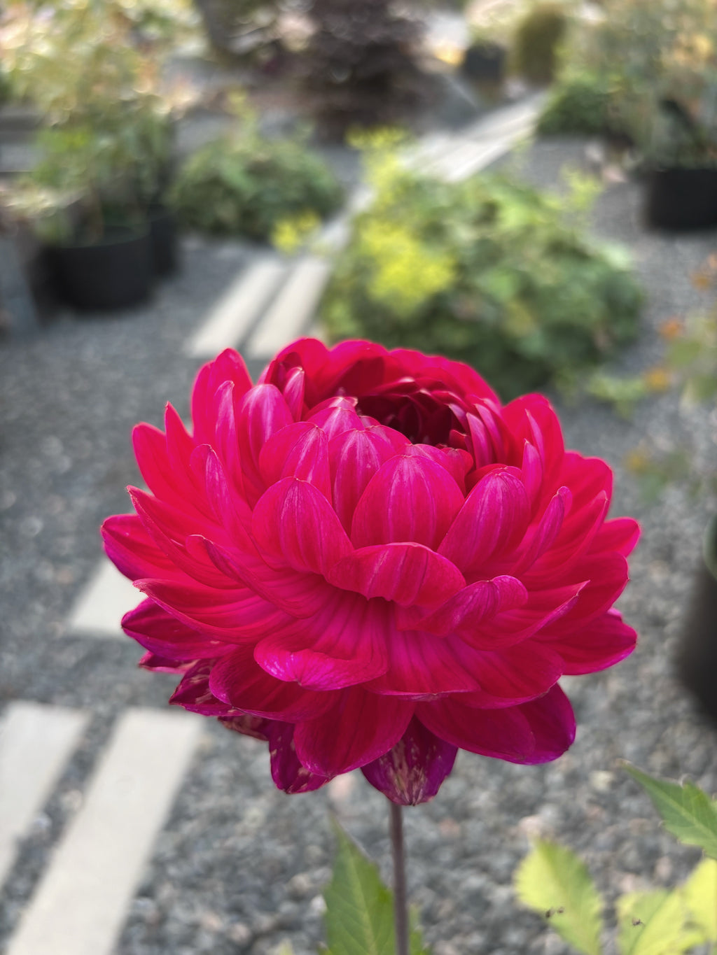 Sandia Bertha