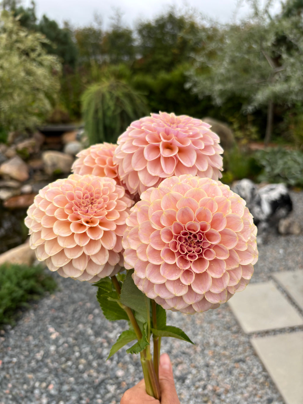 KA'S® Cinder Rose