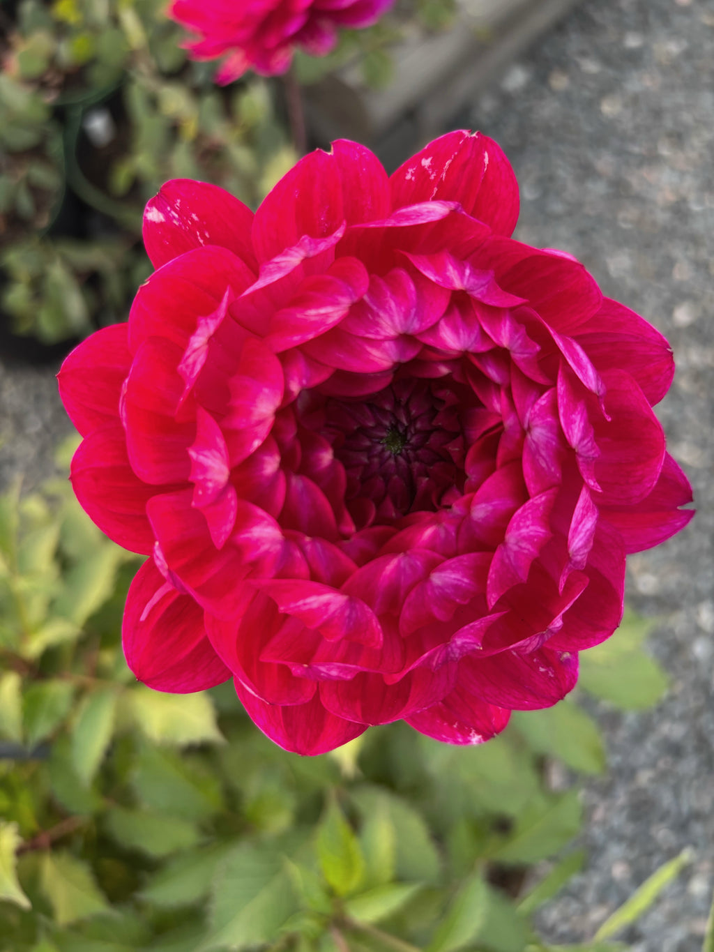 Sandia Bertha
