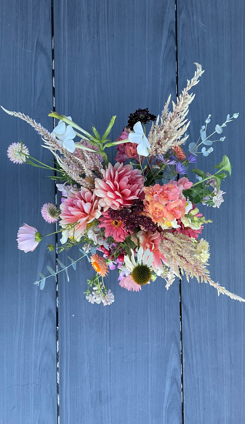 Celosia ’Honey Mist’