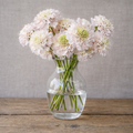 Scabiosa BON BON SCOOP™ FRENCH VANILLA