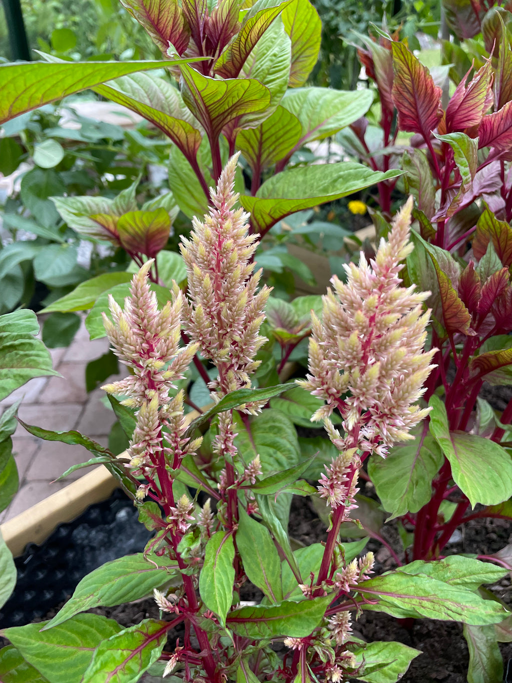 Celosia ’Honey Mist’