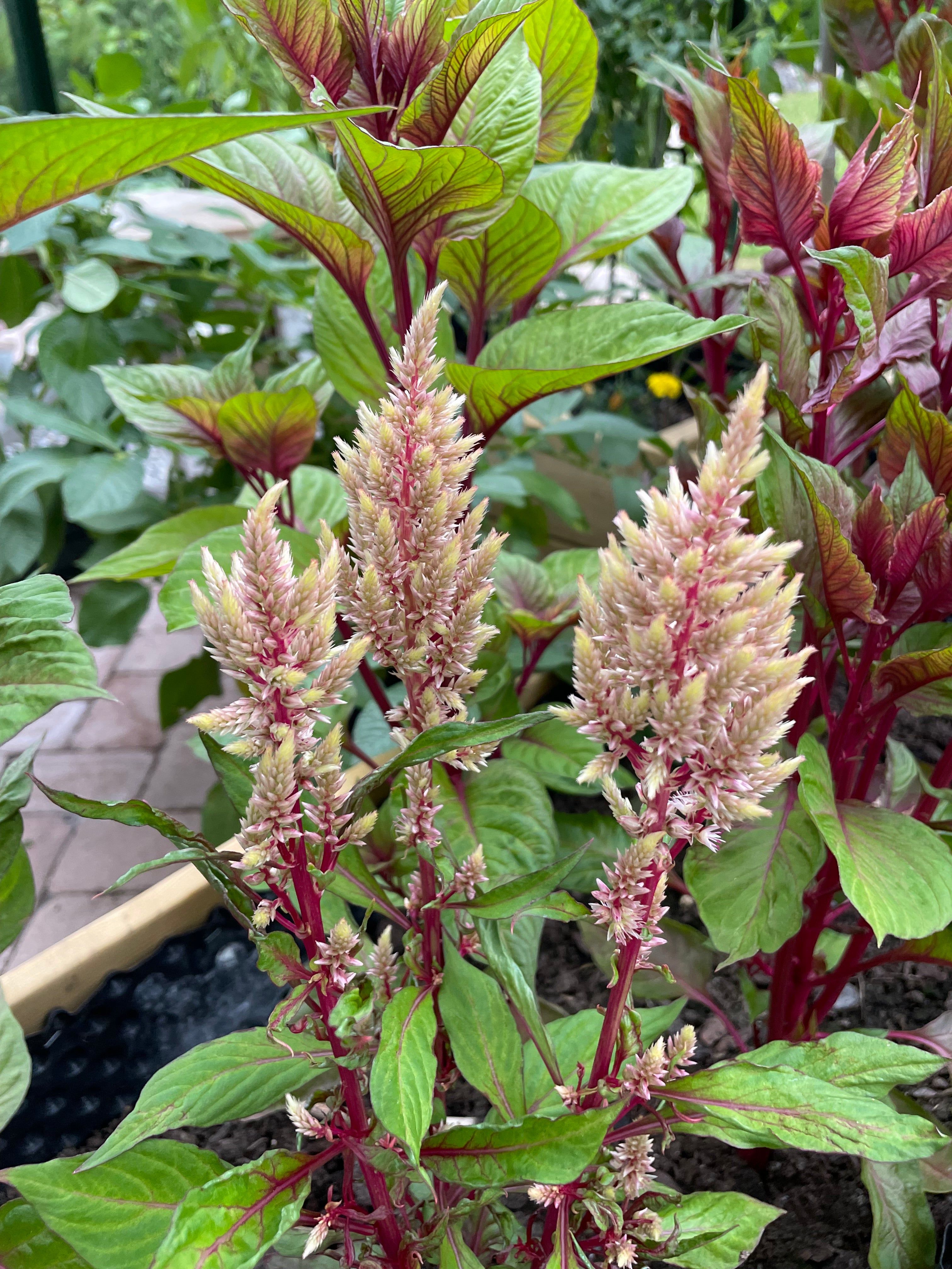 Celosia ’Honey Mist’