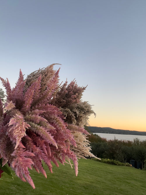 Celosia ‘Rosé Glow’