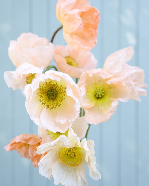 Isländsk vallmo COLIBRÌ ROSA CHIARO