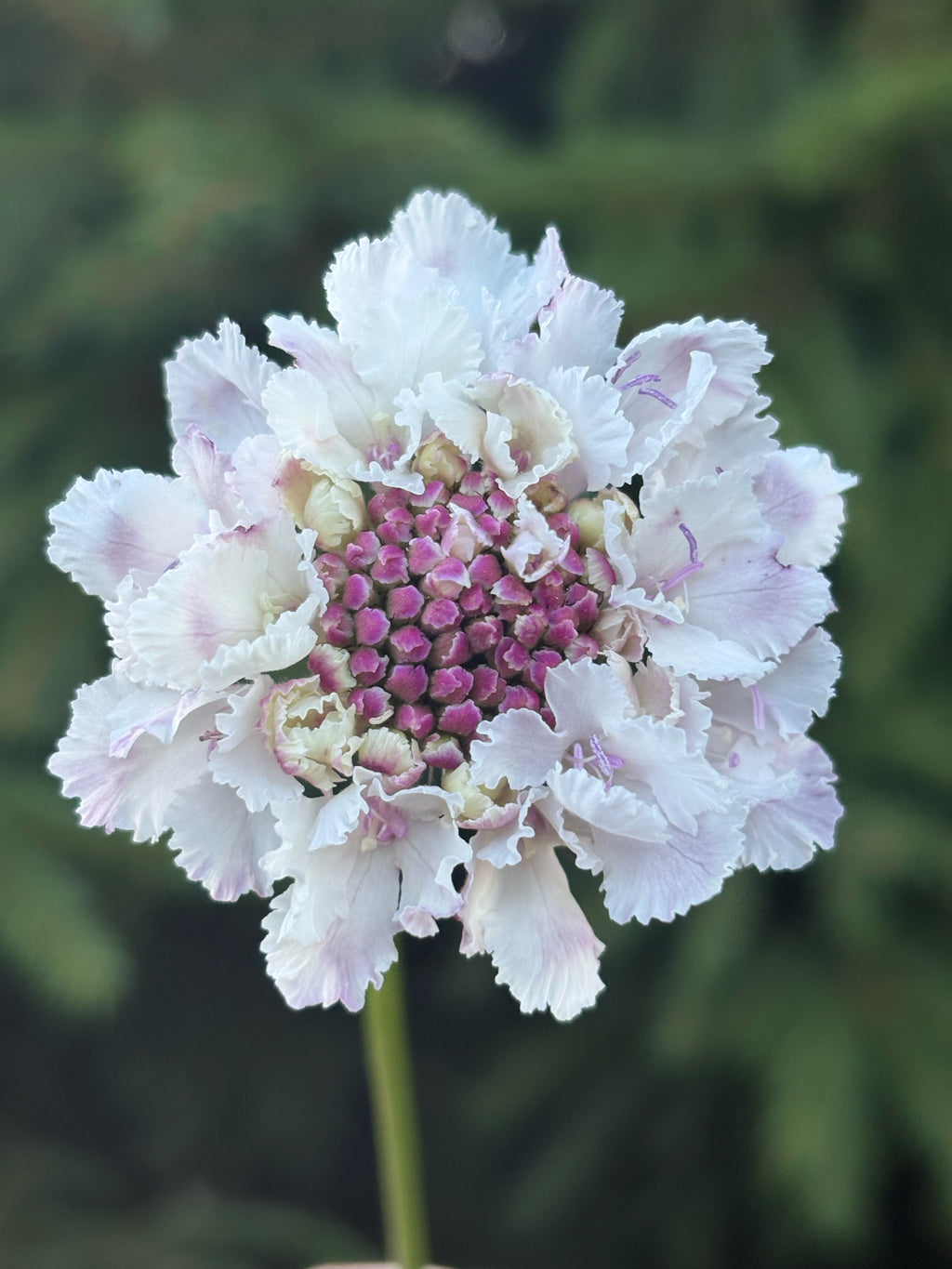 Scabiosa BON BON SCOOP™ SWEETNESS