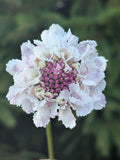 Scabiosa BON BON SCOOP™ SWEETNESS