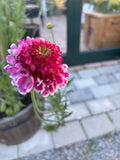 Scabiosa FOCAL SCOOP™ BICOLOR PINK