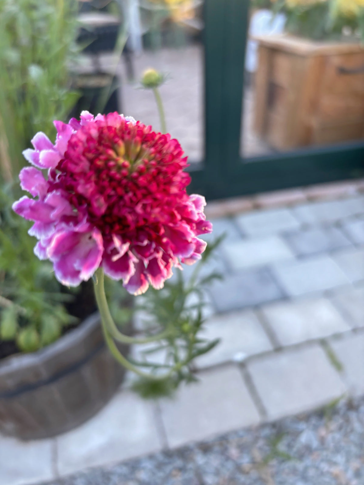 Scabiosa FOCAL SCOOP™ BICOLOR PINK