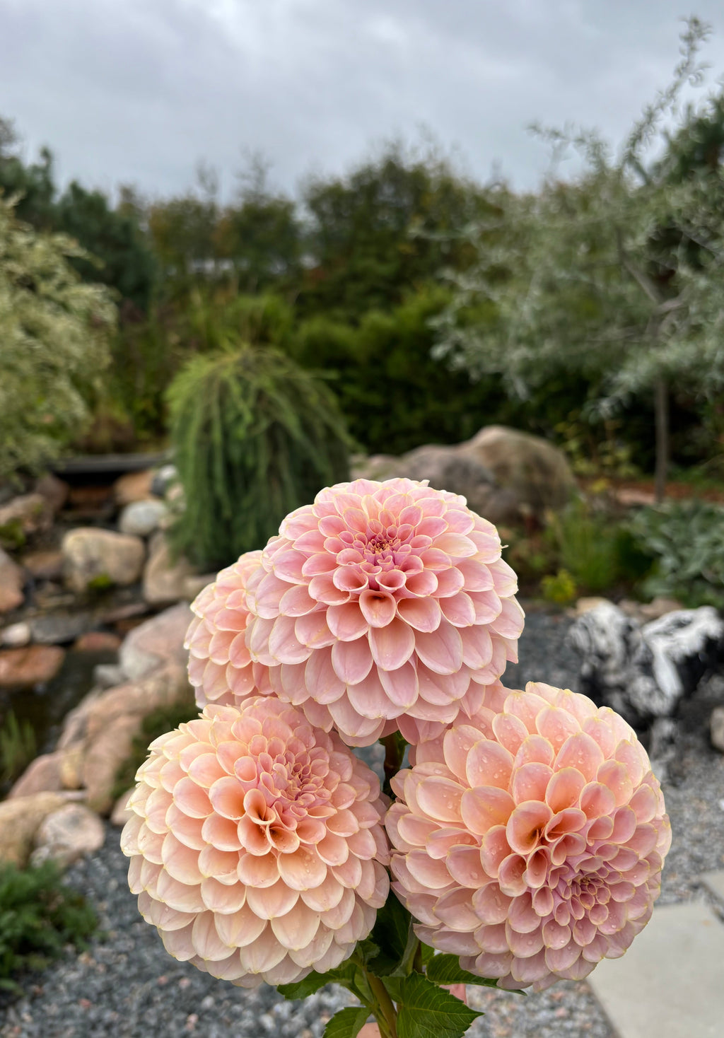 KA'S® Cinder Rose