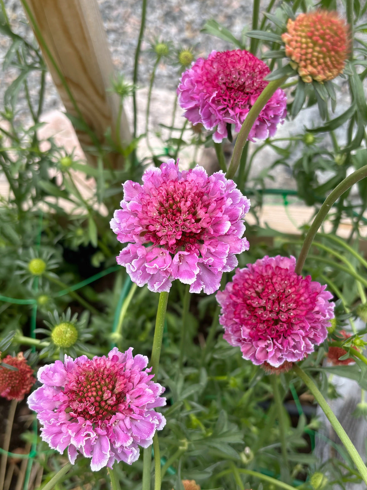 Scabiosa FOCAL SCOOP™ BICOLOR PINK